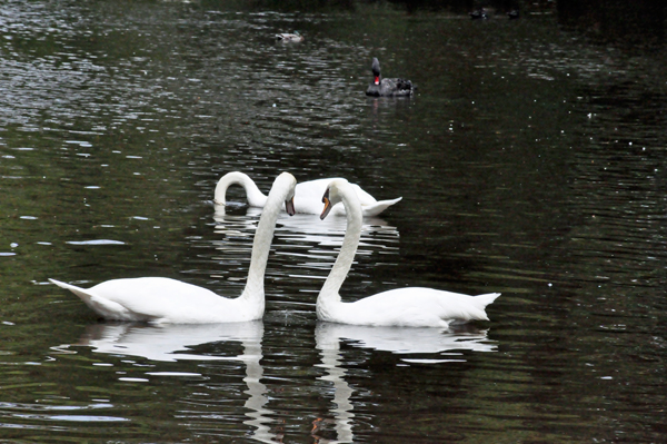 Royal White Mute Swans